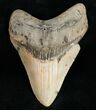 Colorful Megalodon Tooth - North Carolina #11939-1